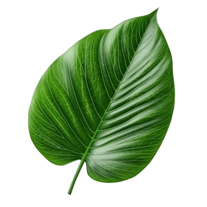 OASELUX